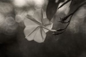 Cantabile