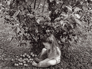 Apples