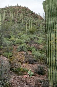 Night light, Cactus