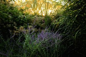 Intimate Life of the garden.