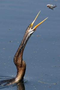 DARTER CATCHING FISH