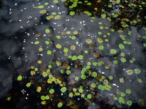 Chalk Streams 9