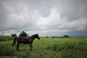 Horse in Western Ukraine