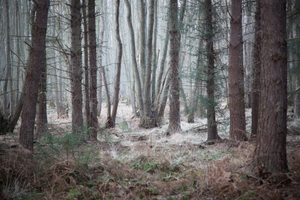 AMONGST GIANTS 6