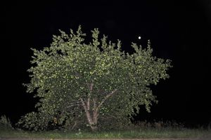 Moon and Apples