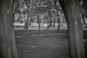 Autumn park