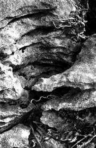 Untitled VIII