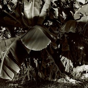 Banana Tree, Fort Lauderdale, FL, 2009 © Kimberly Schneider