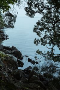Lakeside Look Through the Cedars