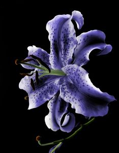 Floral 01