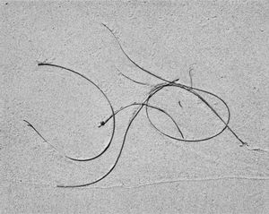 Sea Etching 59