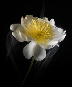 SmokeyFlowers