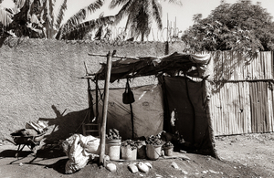 Charcoal for Sale