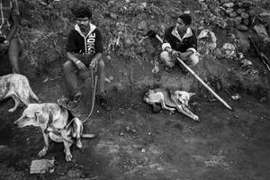 Human & Tiger Conflict