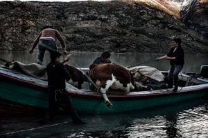 Hector Vargas and his family try to transport a cow and her calf in a boat to cross Lake Bertrand. The gauchos let the cattle during 5 days in order to bring them to other feeding grounds, sleeping outside at temperatures under 0°.