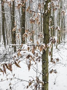 Untitled (Beech Trees), Deep River, CT, 12 30 17