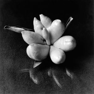 Citrus Mite Tangerine 1