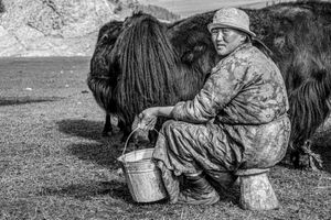 Milking