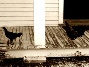 Rooster chasing hen in Key West 1