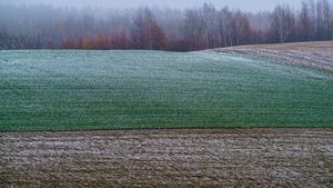 Winter pattern