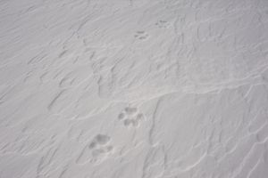 Tracks