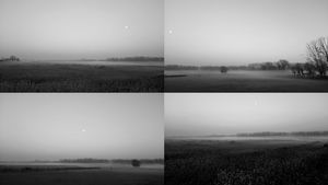 Horses in the mist.