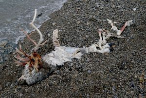 "Spitzbergen"
