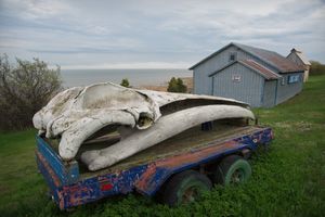 Le Musée de la Squelette - Whale