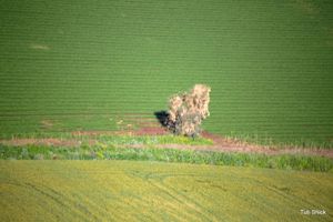 GreenPeace  7