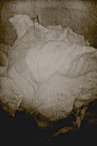 Cabbage