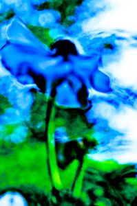 Flower color 08