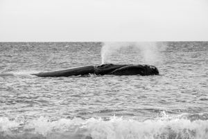 Whale BYN