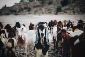 Portrait of a Goat