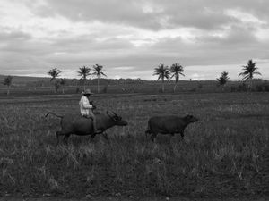 A buffalo ride