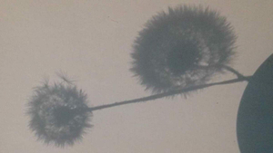 (6) dandelion 3 - tomorrow (death - memory)
