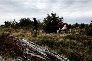 Hector's wife pulls a cow to the coast of Lake Bertrand to transport it to the other shore.