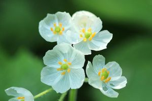 White Flowers 3