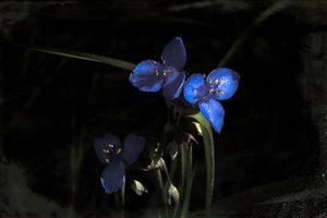 Spiderwort in Morning Light