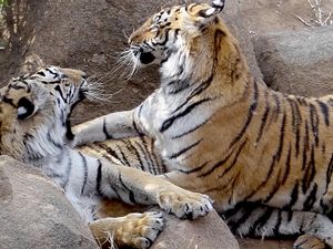 Tigers Playing