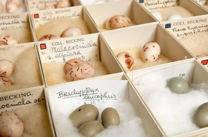 Images from a feature about The previous Museum of Zoology in Amsterdam