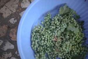 Verjuice (Verjus, called ab-ghooreh in Persian)