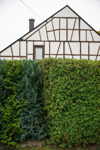 Thuja, Tree of Life 3