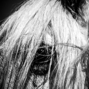 A horse that lives at a sub-station field. Rotherham.