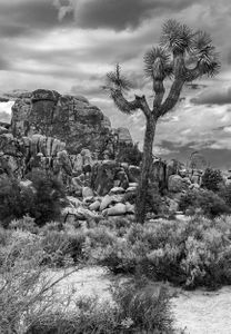 Joshua Tree National Park | California.