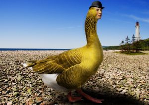 Goose