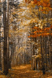 Forest Around Quebec city