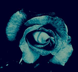 Roses 1