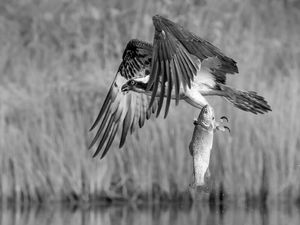 Nearly Dropped Breakfast