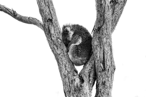 KOALA SLEEPING