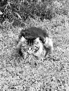 Stray Cats_41